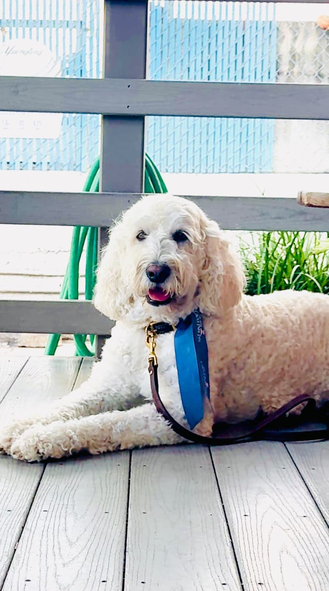 A curly-haired dog lying on the deck
